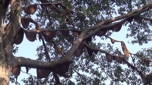 เรียงเป็นตับ! ฝูงผึ้งหนีควันไฟป่าลำปาง ทำรังบนต้นไทรยักษ์ต้นเดียวกว่า 200 รัง