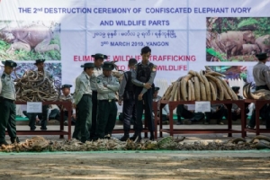 พม่าเปิดพิพิธภัณฑ์ช้างแห่งแรกในย่างกุ้ง พร้อมเผาทำลายงาช้างผิดกฎหมายในวันสัตว์ป่าโลก