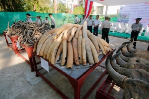 พม่าเปิดพิพิธภัณฑ์ช้างแห่งแรกในย่างกุ้ง พร้อมเผาทำลายงาช้างผิดกฎหมายในวันสัตว์ป่าโลก