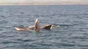 พบวาฬบรูด้า 2 คู่ คลอเคลียชายฝั่งทะเลชุมพร หลังห้ามทำประมงล้างผลาญ