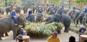 อิ่มทุกเชือก! ปางช้างแม่แตง สืบชะตา-เลี้ยงขันโตกช้างชุดใหญ่ รับวันช้างไทย 13 มีนาฯ