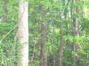 “ท้ายเภายักษ์” แห่งเทือกเขาบรรทัด ต้นไม้ที่ควรค่าแก่การอนุรักษ์ (มีคลิป)