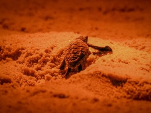 เฮ! ลูกเต่าหญ้าลืมตาดูโลกอีก 68 ตัว ที่ท้ายเหมือง จ.พังงา