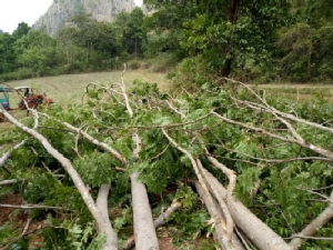 พายุซัดเมืองเลยหลายอำเภอ ต้นไม้ล้มทับอีแต๊กนำเที่ยว-ทับควายตาย 1 หลังหัก 3