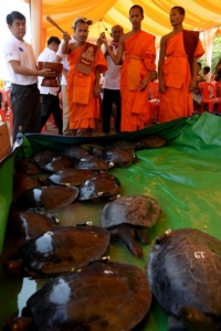 เขมรปล่อย ‘เต่าพระราชา’ ลงแม่น้ำ 20 ตัว หวังช่วยเพิ่มประชากรในธรรมชาติ
