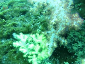 อึ้ง! พบปรากฏการณ์ปะการังฟอกขาวเกาะกระดานคาดเหตุอากาศร้อนจัด