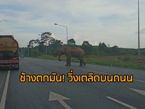 ช่วยด่วน! พบ “ช้างตกมัน” วิ่งเตลิดบนถนนเซาเทิร์นซีบอร์ดในสุราษฎร์ฯ หวั่นอันตราย (มีคลิป)