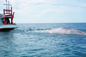 ซาก “วาฬบรูด้า” ยักษ์ใหญ่ใจดีโผล่ที่ชุมพร เจ้าหน้าที่ลากเข้าฝั่งแล้ว