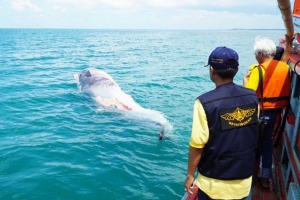 ซาก “วาฬบรูด้า” ยักษ์ใหญ่ใจดีโผล่ที่ชุมพร เจ้าหน้าที่ลากเข้าฝั่งแล้ว