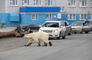 หมีขั้วโลกพลัดหลงเข้าไปในเมืองโนริลสค์ ทางเหนือของรัสเซีย สร้างความประหลาดใจให้กับชาวบ้าน