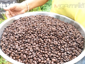 เกษตรกรวังวิเศษรวมกลุ่มปลูกกาแฟแซมสวนยาง สร้างอาชีพเสริมในนาม “เขาวิเศษกาแฟ”