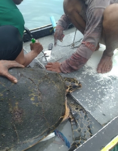 สลด !! พบเต่าทะเลถูกฉมวกยิงคอได้รับบาดเจ็บ เชื่อฝีมือนักดำน้ำยิงปลา
