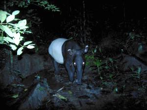ข่าวดี ! พบ “สมเสร็จ” สัตว์ป่าสุดหายากตัวเป็น ๆ ที่ลำคลองงู