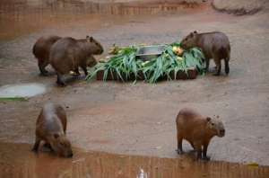 ฮือฮารับปิดเทอม! สวนสัตว์โคราชเปิดตัวครั้งแรก “หนูยักษ์-ตัวกินมด” ใหญ่ที่สุดในโลก
