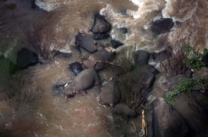 InPics&amp;Clip: น้ำตาซึมสื่อนอกรายงาน ช้างป่าไทย 6 ตัวดับคา “น้ำตกเหวนรก” หลังทั้งฝูงพยายามช่วยชีวิตลูกช้าง