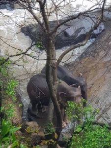 InPics&amp;Clip: น้ำตาซึมสื่อนอกรายงาน ช้างป่าไทย 6 ตัวดับคา “น้ำตกเหวนรก” หลังทั้งฝูงพยายามช่วยชีวิตลูกช้าง