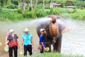 ช้างพ่นน้ำใส่อย่างสนุกสนาน