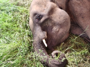 น่าสงสาร!!ลูกช้างป่ากุยบุรี ล้มกลางแปลงหญ้าสถานีพัฒนาอาหารสัตว์