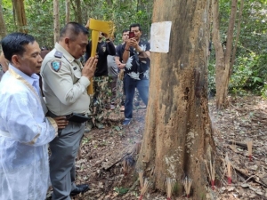 ช่างสิบหมู่ตัดไม้จันทน์หอมป่ากุยบุรี5ต้น ทำตารปัดพัดยศ 19 เล่ม