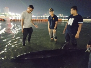 สุดยื้อชีวิต! วาฬเพชฌฆาตดำขนาดใหญ่ ผลผ่าพิสูจน์ไม่พบขยะพลาสติกในกระเพาะ