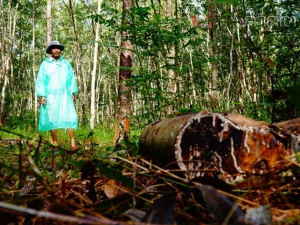 ชาวสวนยางพัทลุงโอดถูกคนร้ายแอบขโมยตัดต้นยางไปขาย