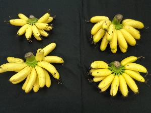 วิจัยปรับปรุงพันธุ์กล้วยไข่กำแพงเพชรให้ทนพายุ