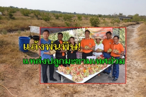 โคราชแล้งพ่นพิษหนัก! แหล่ง “ปลูกมะขามเทศ” แห่งใหญ่ของไทยอ่วม ผลผลิตน้อยรายได้ลดฮวบ