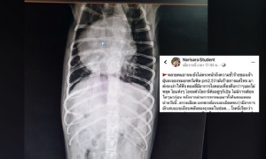 คนรักสัตว์ตื่นตัว! หลังพบน้องหมา ป่วยโรคปอด ‘COPD’ จากฝุ่นพิษ PM 2.5