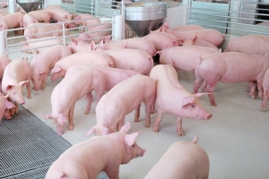นายกสมาคมหมูฯ ชี้ราคาหมูปรับราคาช่วงสั้นๆ ในเทศกาลตรุษจีน