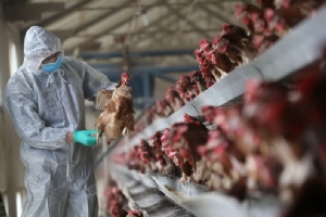 จีนพบไข้หวัดนก H5N6 ระบาดในฟาร์มสัตว์ปีกที่ ‘เสฉวน’