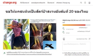 ทำไมต้องรณรงค์ให้ “นกชนหิน” บรรพบุรุษนกเงือกเอเชีย เป็นสัตว์ป่าสงวนอันดับ 20 ของไทย?