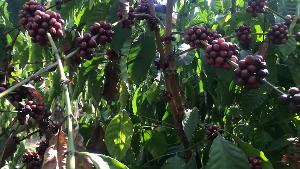 ลอยแพเฉย! เกษตรกรบ้านแม่มอกสุดช้ำ ถูกเอกชนหลอกขายกล้าแต่ไม่รับซื้ออ้างกาแฟไม่ได้คุณภาพ