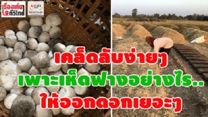 (ชมวิดีโอ) เปิดเคล็ดลับ! เพาะเห็ดฟางอย่างไร..ให้ออกดอกเยอะๆ