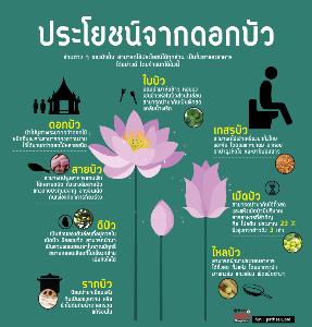 ประโยชน์ของดอกบัว