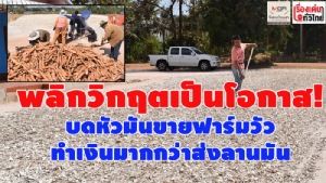 พลิกวิกฤตเป็นโอกาส! บดหัวมันขายฟาร์มวัวทำเงินมากกว่าส่งลานมัน