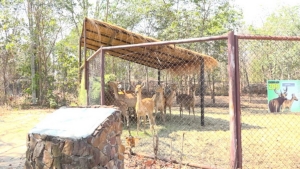 สวนสัตว์ขอนแก่นปลอดภัย คุมไฟป่าได้แล้ว เสียหายกว่า 500 ไร่