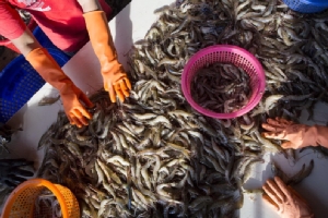 นักสิทธิจี้สหรัฐฯ ลดอันดับ ‘ไทย’ สู่ ‘เทียร์ 2 เฝ้าระวัง’ ในรายงานการค้ามนุษย์