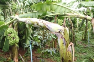 พายุฝนถล่มเมืองโอ่งหลายจุด สวนกล้วยหลายพันต้นเสียหาย