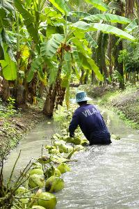 สินค้าเกษตรทางรอดประเทศช่วงวิกฤตโควิด ผู้ส่งออกมะพร้าวน้ำหอมไปจีน ออเดอร์ล้นมะพร้าวไม่พอส่งออก
