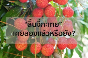 "ลิ้นจี่กะเทย" เคยลองแล้วหรือยัง?