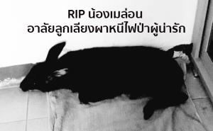 RIP น้องเมล่อน อาลัยลูกเลียงผาหนีไฟป่าผู้น่ารัก