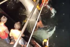 ชื่นชมเรือประมงกระบี่ปล่อยฉลามวาฬติดอวน 2 ตัว กลับทะเล ระบุ 6 คืนติดมาแล้ว 6 ตัว