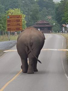 ช้างป่าออกมาเดินชิลกลางถนนที่เขาใหญ่ (ภาพ? : นายปกครอง ทองเนื้อแข็ง หัวหน้าศูนย์กู้ภัยอุทยานแห่งชาติที่ 3 จ.นครราชสีมา)