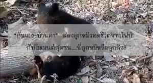 “กันเอง-บ้านคา” สองลูกหมีรอดชีวิตจากไฟป่า กับโมเมนต์สุดซน...นี่ลูกหมีหรือลูกลิง?