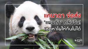 แคนาดา จ่อส่ง "แพนด้า" กลับจีน! เหตุหาไผ่ให้กินไม่ได้