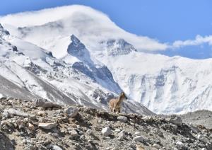 ‘ธรรมชาติและชีวิตน้อยใหญ่’ บนภูผาโชโมลังมา