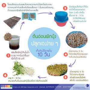 วว.ชวนปลูก “ต้นอ่อนผักบุ้ง” 10 วันเก็บกินได้