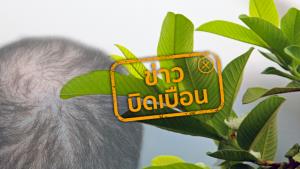 ข่าวบิดเบือน! ใบฝรั่งรักษาผมร่วง เห็นผลทุกรายใน 3 วัน