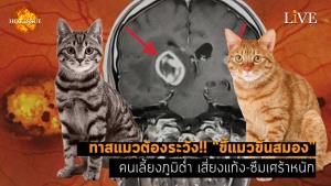 [คลิป] ทาสแมวต้องระวัง!! “ขี้แมวขึ้นสมอง” คนเลี้ยงภูมิต่ำ เสี่ยงแท้ง-ซึมเศร้าหนัก
