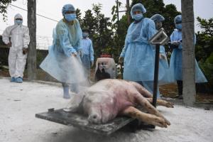 เวียดนามฆ่าหมูติดเชื้ออหิวาต์แอฟริกากว่า 4,000 ตัว หลังเกิดระบาดรอบใหม่